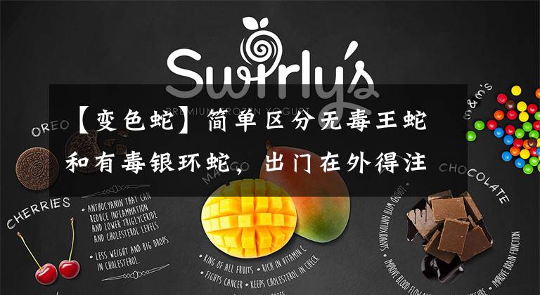 【变色蛇】简单区分无毒王蛇和有毒银环蛇，出门在外得注意！