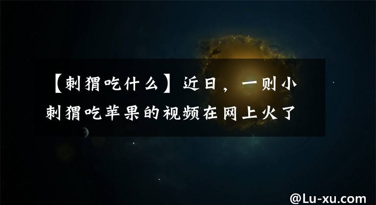 【刺猬吃什么】近日，一则小刺猬吃苹果的视频在网上火了，网友称其为“史上最萌