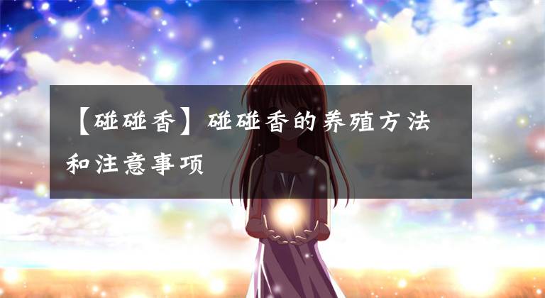 【碰碰香】碰碰香的养殖方法和注意事项