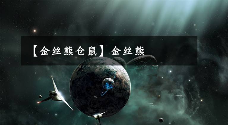 【金丝熊仓鼠】金丝熊