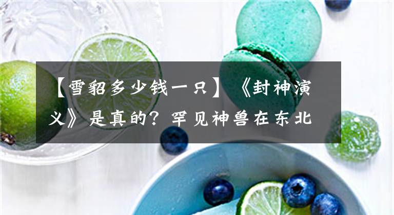 【雪貂多少钱一只】《封神演义》是真的？罕见神兽在东北现身，浑身雪白能捕杀猛兽