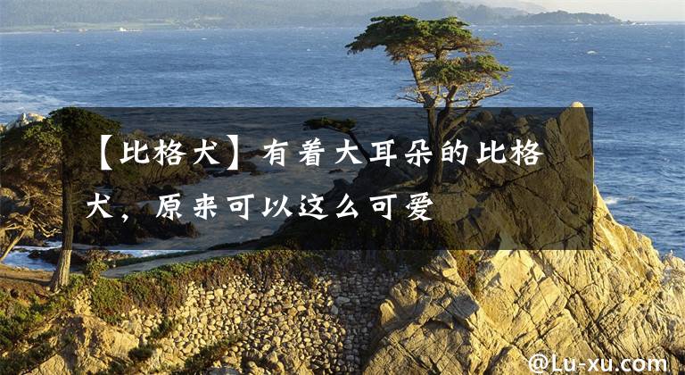 【比格犬】有着大耳朵的比格犬,原来可以这么可爱