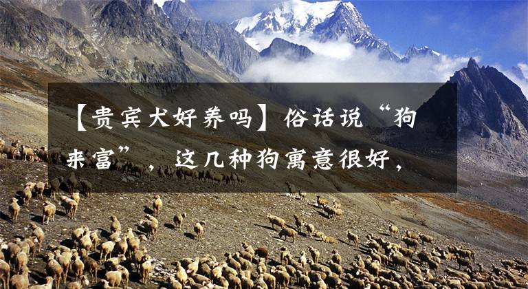 【贵宾犬好养吗】俗话说“狗来富”，这几种狗寓意很好，值得一养