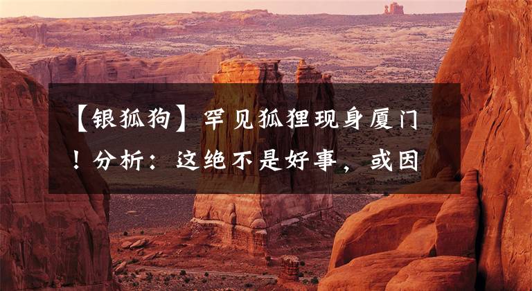 【银狐狗】罕见狐狸现身厦门!分析:这绝不是好事,或因“狐骚味”被遗弃