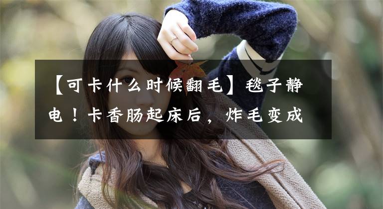 【可卡什么时候翻毛】毯子静电!卡香肠起床后,炸毛变成了“朋克、雨伞、蜥蜴”。妈妈疯狂的笑:哦,买。