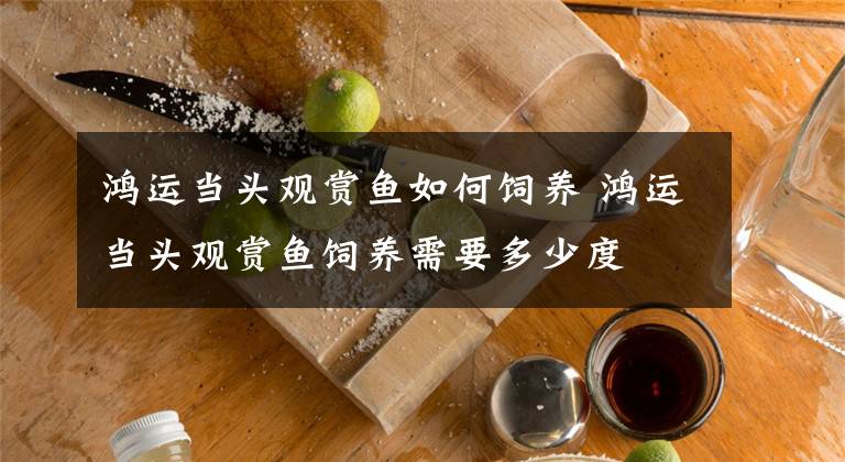 鸿运当头观赏鱼如何饲养 鸿运当头观赏鱼饲养需要多少度