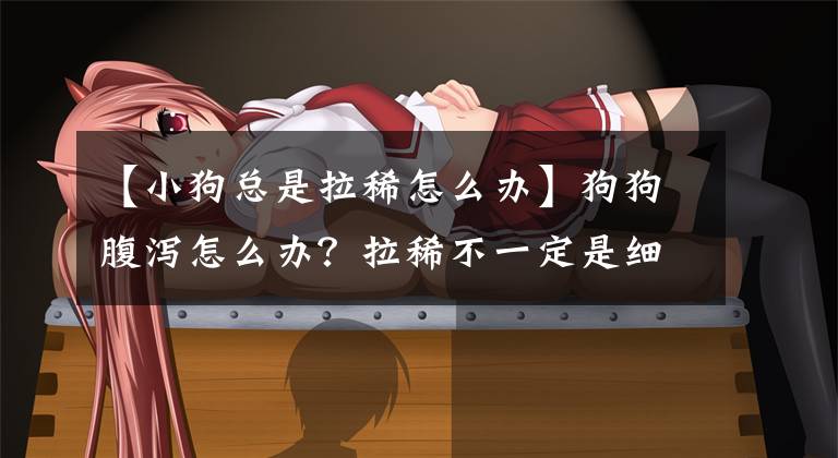 【小狗总是拉稀怎么办】狗狗腹泻怎么办？拉稀不一定是细小，这9个原因帮主人找出元凶