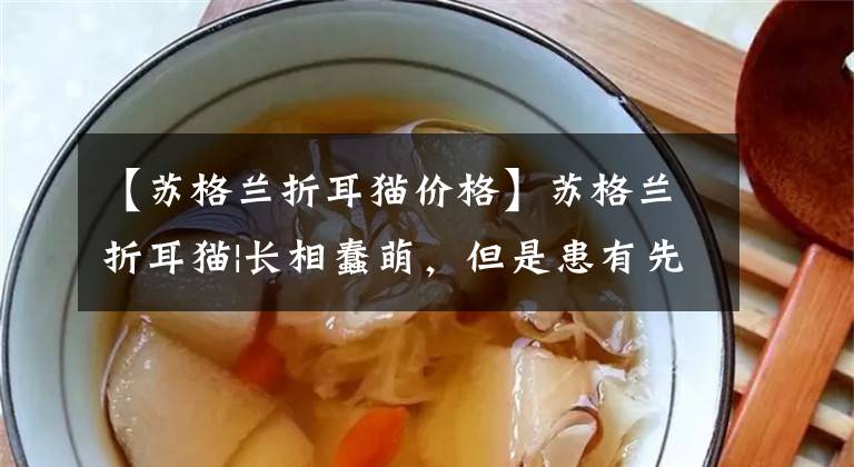 【苏格兰折耳猫价格】苏格兰折耳猫|长相蠢萌，但是患有先天疾病，你会选择养吗？