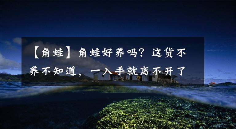 【角蛙】角蛙好养吗？这货不养不知道，一入手就离不开了