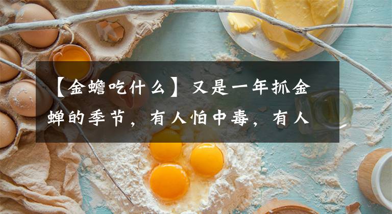 【金蟾吃什么】又是一年抓金蝉的季节,有人怕中毒,有人不敢吃,为了健康看一看