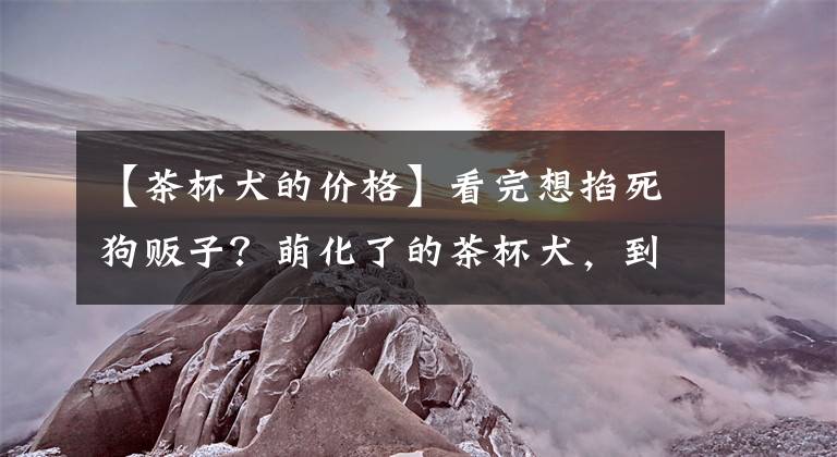 【茶杯犬的价格】看完想掐死狗贩子?萌化了的茶杯犬,到底是怎么来的?