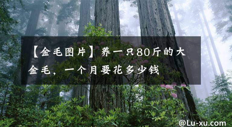 【金毛图片】养一只80斤的大金毛,一个月要花多少钱