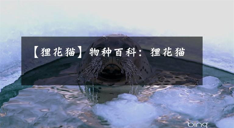 【狸花猫】物种百科:狸花猫