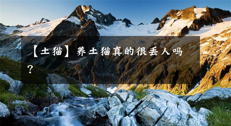 【土猫】养土猫真的很丢人吗？