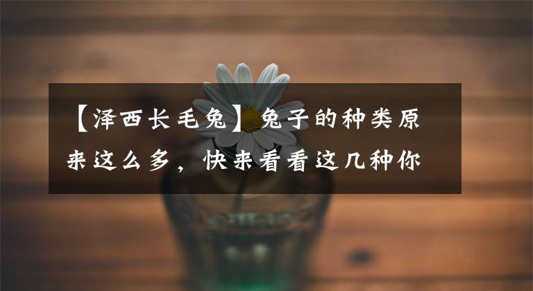 【泽西长毛兔】兔子的种类原来这么多，快来看看这几种你见过吗？