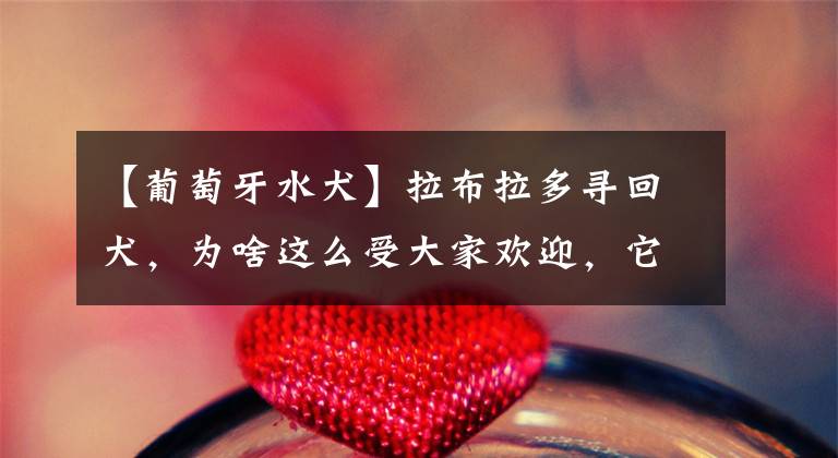 【葡萄牙水犬】拉布拉多寻回犬，为啥这么受大家欢迎，它有什么历史起源