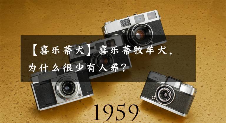 【喜乐蒂犬】喜乐蒂牧羊犬,为什么很少有人养?