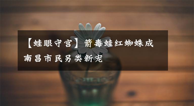 【蛙眼守宫】箭毒蛙红蜘蛛成南昌市民另类新宠