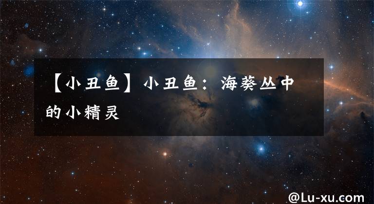 【小丑鱼】小丑鱼：海葵丛中的小精灵