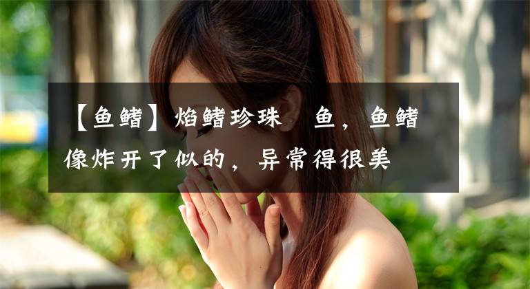 【鱼鳍】焰鳍珍珠鳉鱼,鱼鳍像炸开了似的,异常得很美