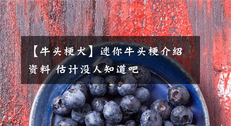 【牛头梗犬】迷你牛头梗介绍资料 估计没人知道吧