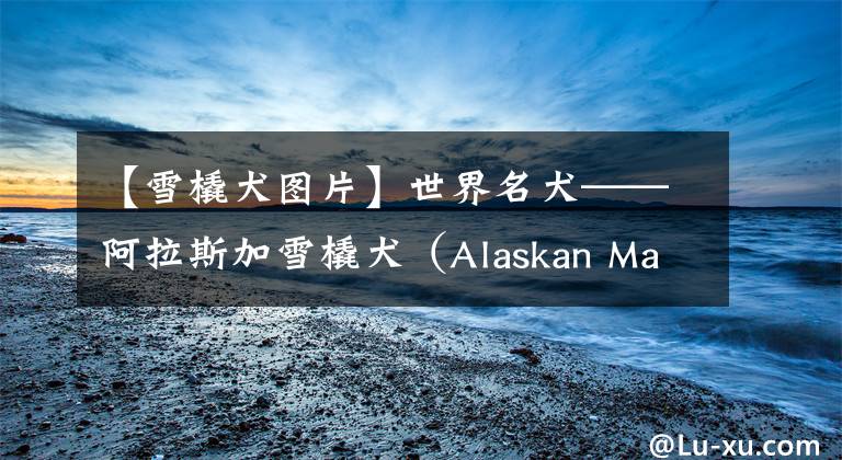 【雪橇犬图片】世界名犬——阿拉斯加雪橇犬（Alaskan Malamute）