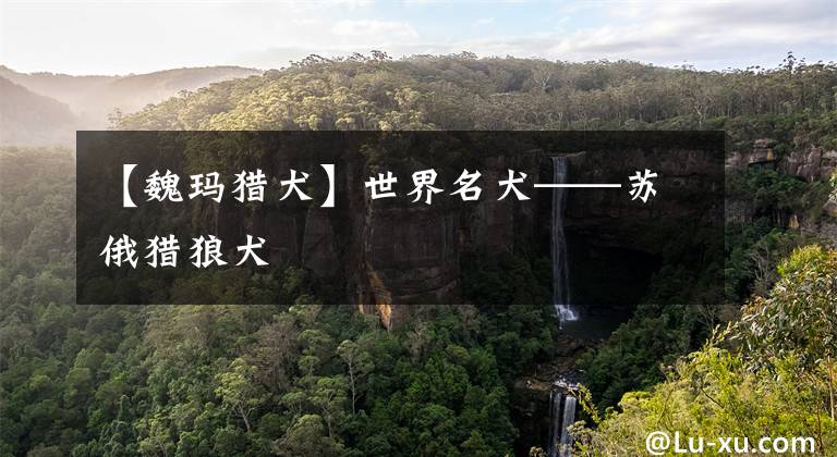 【魏玛猎犬】世界名犬——苏俄猎狼犬
