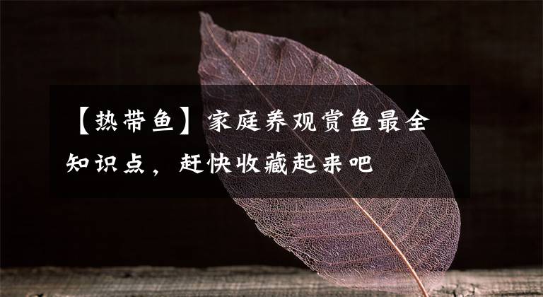 【热带鱼】家庭养观赏鱼最全知识点，赶快收藏起来吧