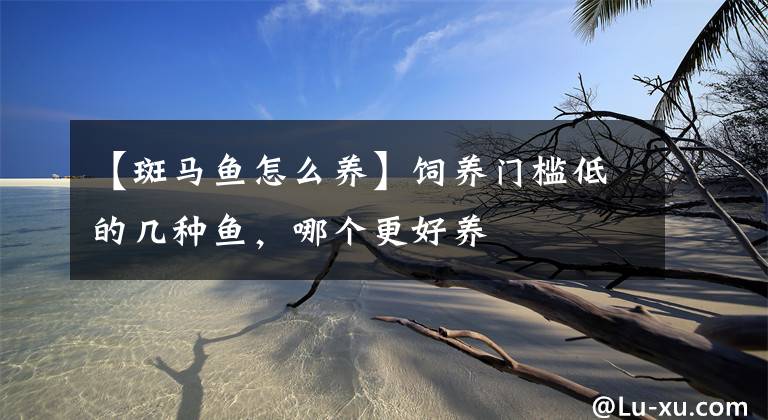 【斑马鱼怎么养】饲养门槛低的几种鱼，哪个更好养