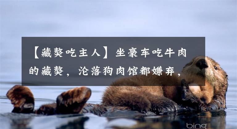 【藏獒吃主人】坐豪车吃牛肉的藏獒，沦落狗肉馆都嫌弃，是谁颠覆了“藏獒经济”