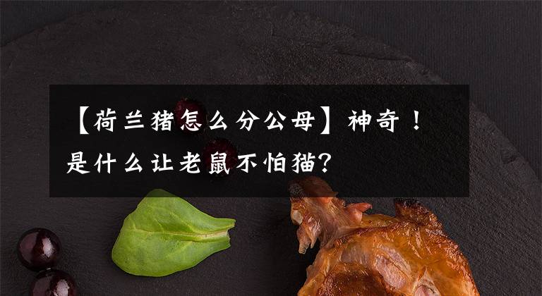 【荷兰猪怎么分公母】神奇!是什么让老鼠不怕猫?