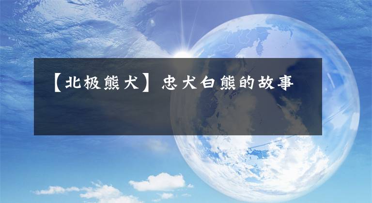 【北极熊犬】忠犬白熊的故事