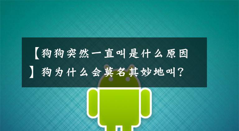 【狗狗突然一直叫是什么原因】狗为什么会莫名其妙地叫？