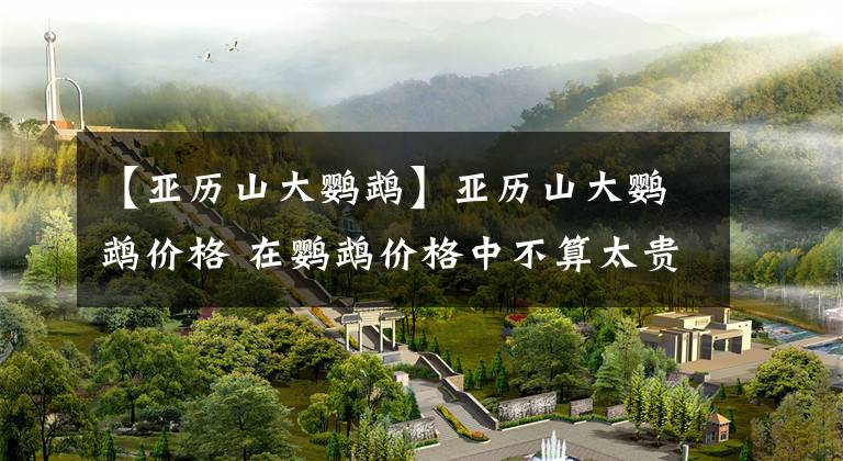 【亚历山大鹦鹉】亚历山大鹦鹉价格 在鹦鹉价格中不算太贵