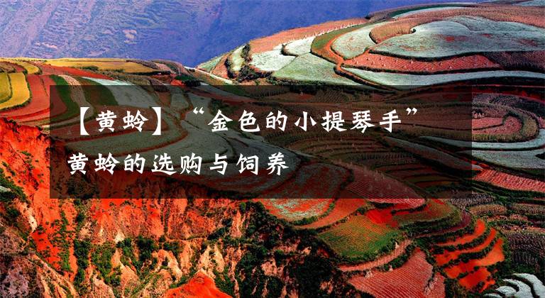 【黄蛉】“金色的小提琴手”黄蛉的选购与饲养