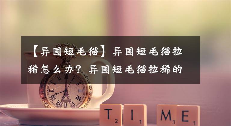 【异国短毛猫】异国短毛猫拉稀怎么办？异国短毛猫拉稀的解决办法