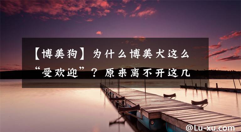【博美狗】为什么博美犬这么“受欢迎”？原来离不开这几个理由