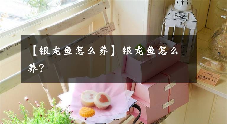 【银龙鱼怎么养】银龙鱼怎么养？