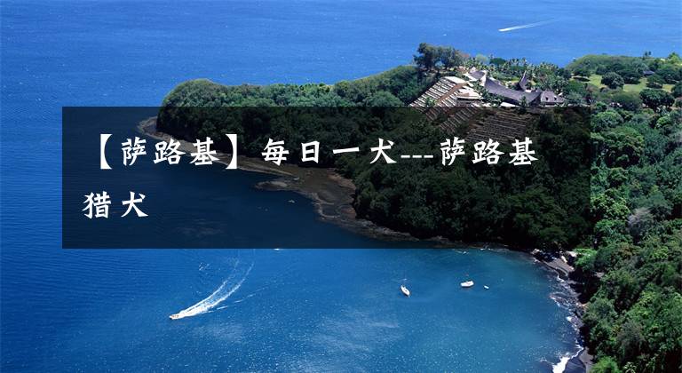 【萨路基】每日一犬---萨路基猎犬