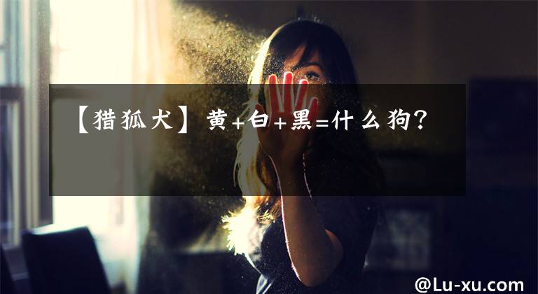 【猎狐犬】黄+白+黑=什么狗?