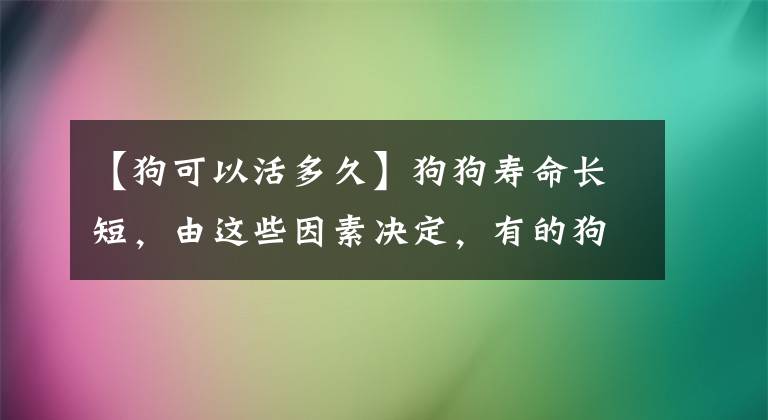 【狗可以活多久】狗狗寿命长短，由这些因素决定，有的狗8岁就算长寿
