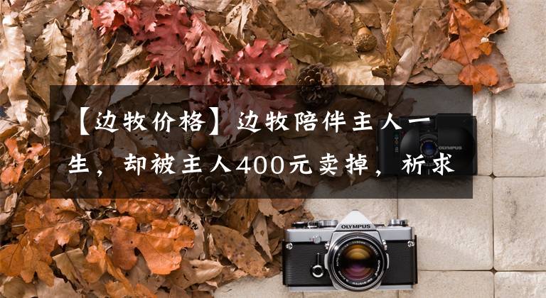 【边牧价格】边牧陪伴主人一生，却被主人400元卖掉，祈求的眼神让人揪心痛