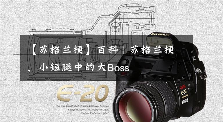 【苏格兰梗】百科 | 苏格兰梗，小短腿中的大Boss