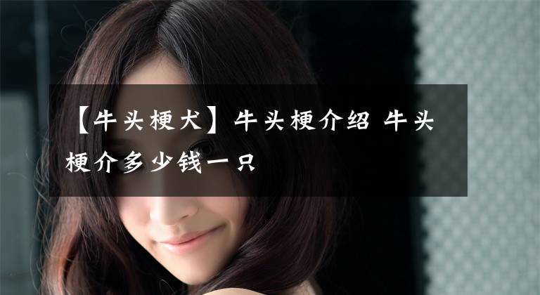 【牛头梗犬】牛头梗介绍 牛头梗介多少钱一只