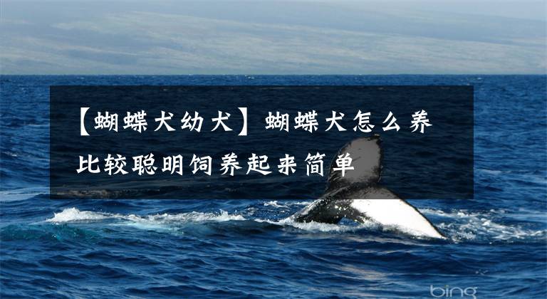 【蝴蝶犬幼犬】蝴蝶犬怎么养 比较聪明饲养起来简单
