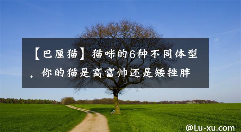 【巴厘猫】猫咪的6种不同体型,你的猫是高富帅还是矮挫胖?