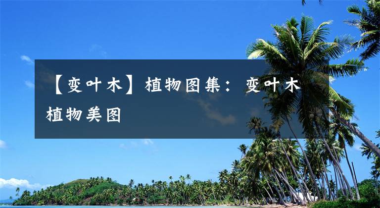 【变叶木】植物图集：变叶木植物美图