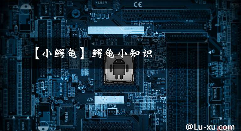 【小鳄龟】鳄龟小知识