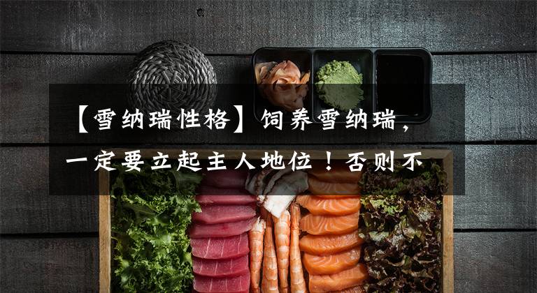 【雪纳瑞性格】饲养雪纳瑞，一定要立起主人地位！否则不畏强权的它不会给你面子