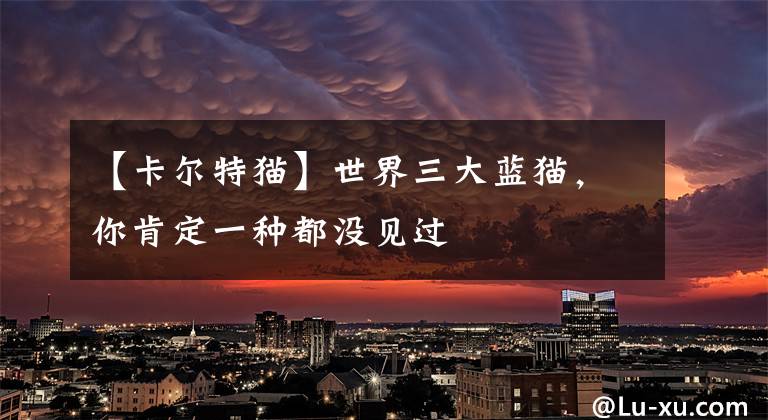 【卡尔特猫】世界三大蓝猫，你肯定一种都没见过